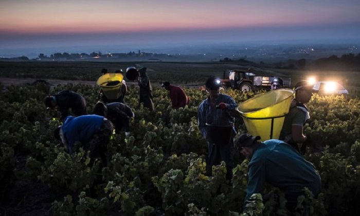 French wine harvest among the smallest for 30 years 